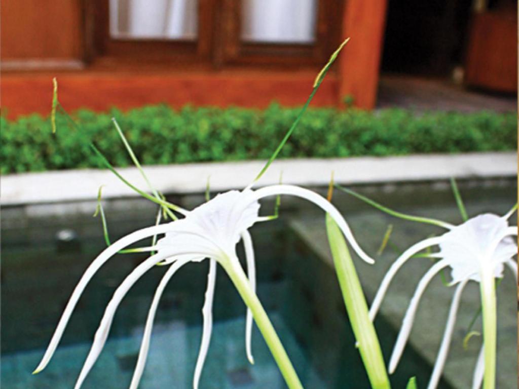 The Edelweiss Hideaway Villa Solo Экстерьер фото